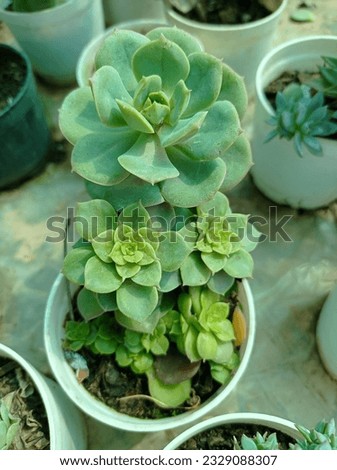 A small beautiful green coloured flowers in pot 