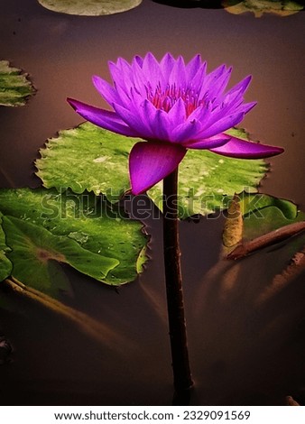 Beautiful Pink Lotus picture
Purple lotus
Lotus in Pond