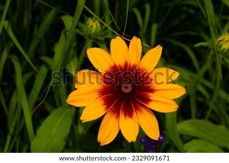 Summer flowers background. Beauty. Flowers background.