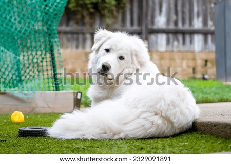 The Pyrenean Mountain Dog is a breed of livestock guardian dog from France, where it is known as the Chien de Montagne des Pyrénée It is called the Great Pyrenees in the United States. Royalty-Free Stock Photo #2329091891
