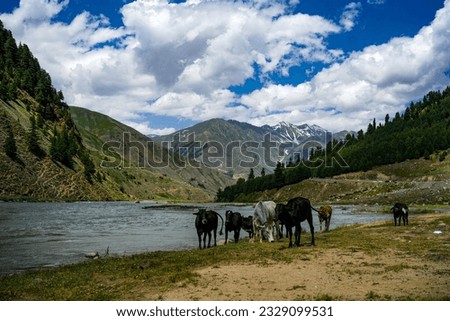 Cows pasturing on grass near river side