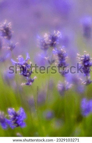 Lavender fields cornwall england uk 