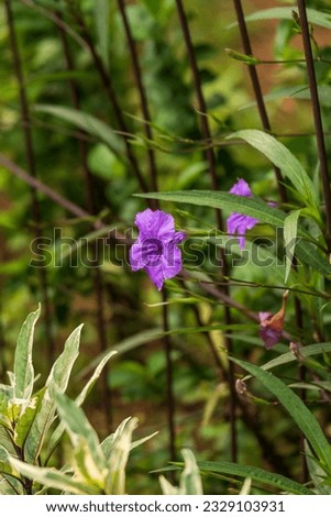 the purple color of the golden flower that grows between the iron fences