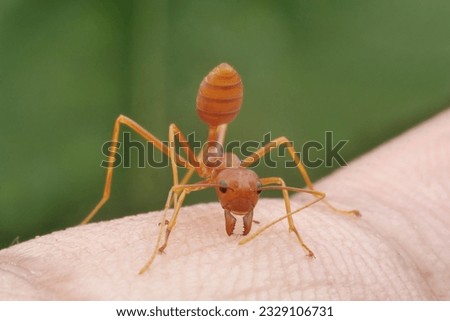 Red Ant or Green Tree Ant biting on the human,Selection focus