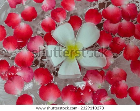 flower petals floating on a plate with water