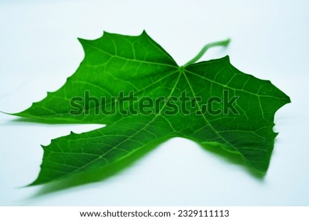 Picture of Chaiya leaves (English) or Mexican kale