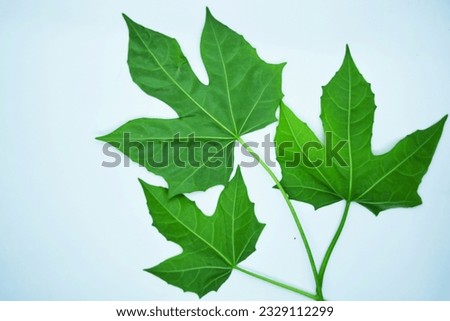 Picture of Chaiya leaves (english) or Mexican kale.