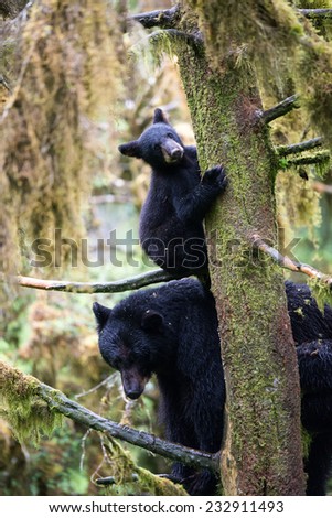 A black bear cub (coy) hangs onto a tree while his mother sits on branches below him in the rainforest