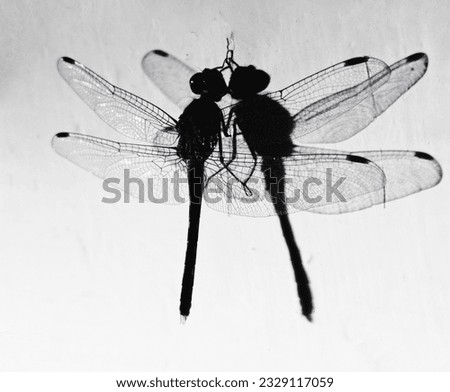 Love for macro and Insect photography  Royalty-Free Stock Photo #2329117059