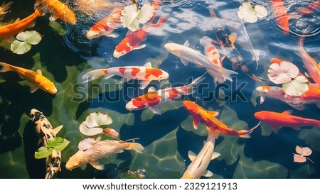 River pond decorative orange underwater fishes nishikigoi. Aquarium koi Asian Japanese wildlife colorful landscape nature clear water photo Royalty-Free Stock Photo #2329121913