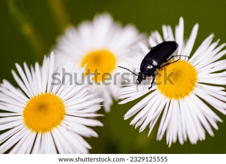 Wild Flower with insect in the nature. Macro Photography.