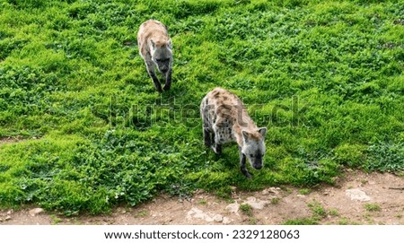 The hyena is African most common large carnivore.e. High quality photo