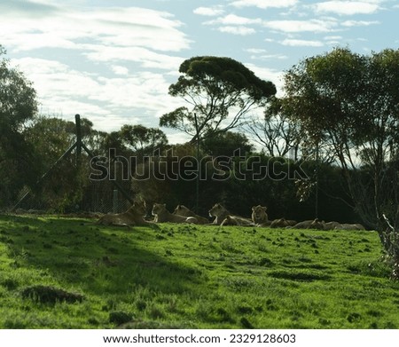 Lioness and cub in the wild. High quality photo