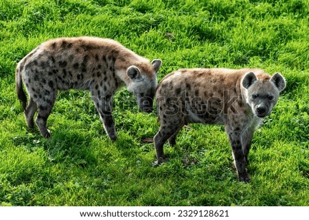 The hyena is African most common large carnivore.e. High quality photo