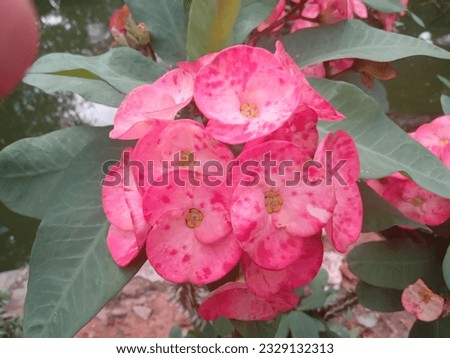 thorny flowers, thorny stems color