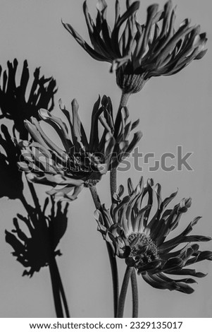 Black and white, monochrome. Delicate gerber flowers bouquet. Aesthetic close up view floral composition with sunlight shadows silhouette. Black-white