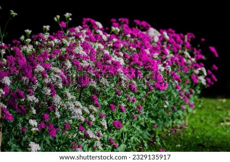 flowers at natural garden sri lanka