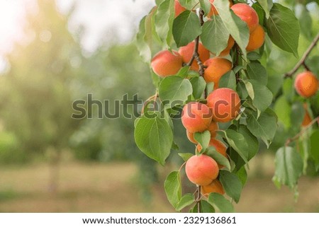 Ripe apricots. many apricot fruits on a tree in the garden in the rays of the sun on a bright summer day. Organic fruits. Healthy food. Royalty-Free Stock Photo #2329136861