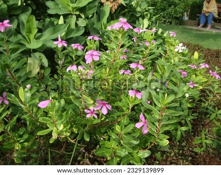 pink flower bush or 
gorse image