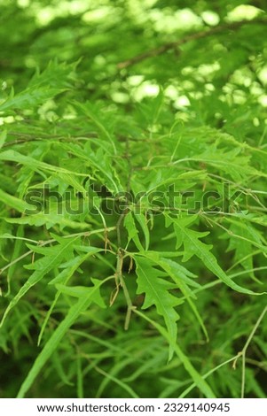 Fagus sylvatica 'Asplenifolia', beech with slotted leaves Royalty-Free Stock Photo #2329140945