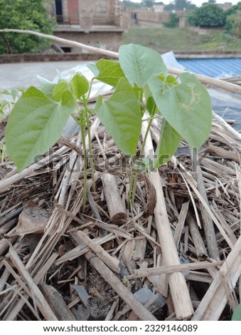 Image of Phaseolus vulgaris seedling, commonly known as bean, is a large genus of annual vegetables in the pea family.