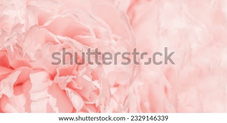 Soft focus wide banner, blurred rose color flower peony petals, close up macro nature background. Beautiful bloom backdrop. Pink white flowers top view, flowery wallpaper, pastel color floral pattern Royalty-Free Stock Photo #2329146339