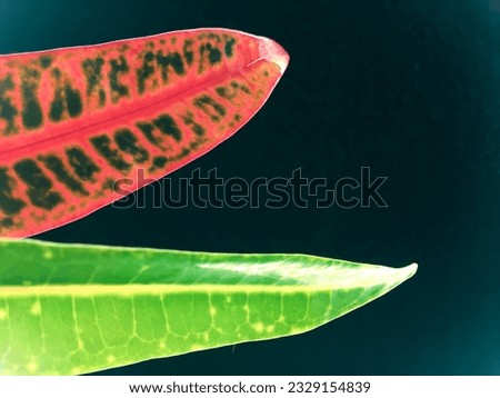 Croton leaf Red Yellow Green Pink Dark Green Colorfull Leaf desing patern sri lanka ceylo photography