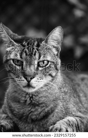 Close-up of grey striped cat observing in the garden. Black and white cat photograph.