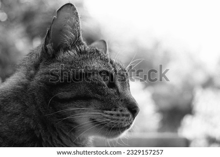 Close-up of grey striped cat observing in the garden. Black and white cat photograph.