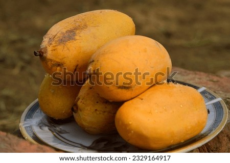 man holding wicker basket with tasty mangoes outdoors. closeup of yellow Mango's.  Full basket of ripen yellow mangoes.fresh ripe mangos piled in a basket. Asian mango. 