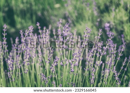 Blossoming lavender on a field, beautiful purple flowers of a healing herb, natural outdoor floral background