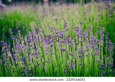 Blossoming lavender on a field, beautiful purple flowers of a healing herb, natural outdoor floral background