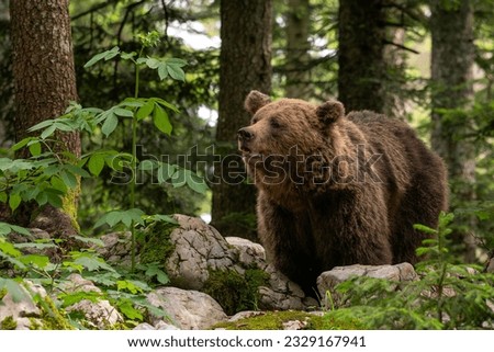 Brown Bear - Ursus arctos large popular mammal from European forests and mountains, Slovenia, Europe. Royalty-Free Stock Photo #2329167941