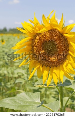 the summer period of the year, a field sown with sunflowers, during the flowering period.