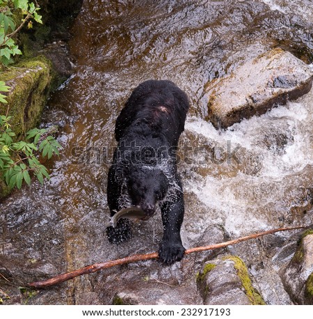 Black Bear coming out of a stream with a freshly caught salmon