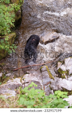 Black Bear coming out of a stream with a freshly caught salmon