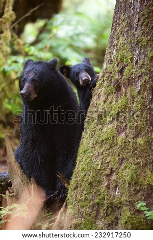 Mother black bear and cub at the base of a tree in the rainforest