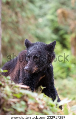 A young black bear pokes his head out from behind a tree