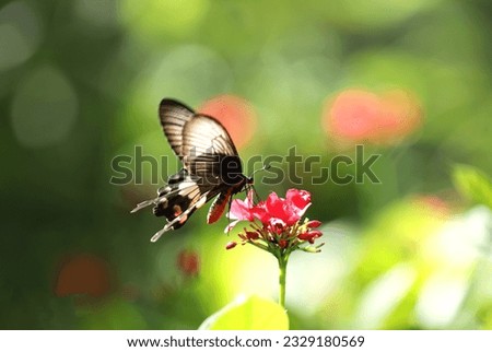 Papilio Iswara, Great Helen beautiful black butterfly on red flowers with green blurred background.
