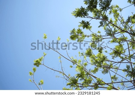 This is an image of a white tree branch with small, light green leaves. The background depicts a soft, light blue sky. The image evokes a sense of delicacy and tranquility.