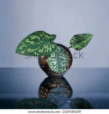 Colocasia esculenta Hilo Beauty in a black pot