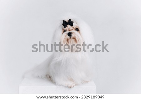 white maltese dog on white cube, isolated on white background, small luxury expensive dog
