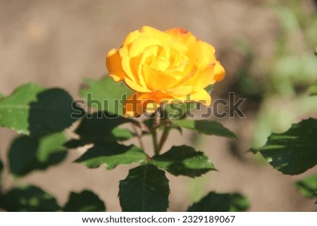 The bright flowering of a yellow rose in the rays of the sun