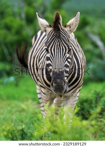 Zebra grazing (Addo Elephant Park)