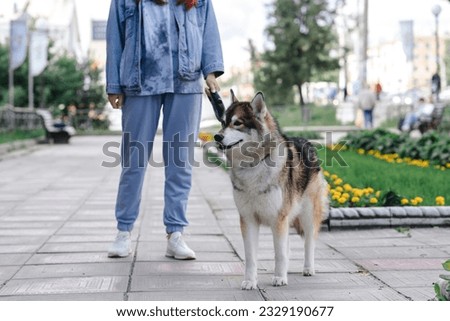 siberian husky stands next to owner on walk in park, young caucasian woman in denim suit, cropped image, dogwalking
