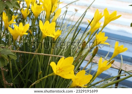 Beautiful flower of Zephyranthes citrina in garden. Seasonal greetings background. Greetings cards.Yellow flower. Royalty-Free Stock Photo #2329191699