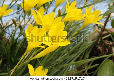 Beautiful flower of Zephyranthes citrina in garden. Seasonal greetings background. Greetings cards.Yellow flower. Royalty-Free Stock Photo #2329191717