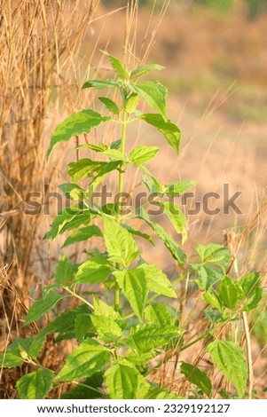 Small green weed with leaves and shoots against a blurred brownish background. Siam weed, Bitter bush, Christmas bush, Devil weed, Camfhur grass, Common floss flower, Triffid.