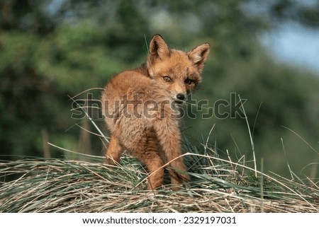 Red Fox Sitting in A Nature Background in the Dunes