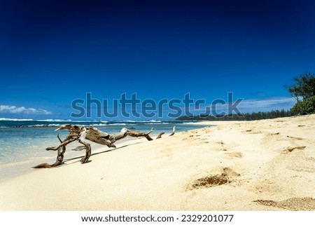 Drifting wood on a hawaiian sand beach
